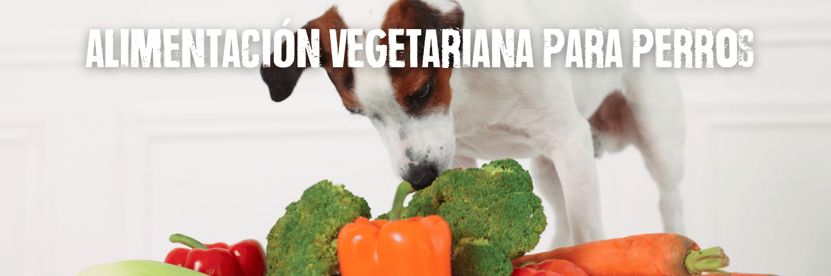 dieta vegetariana para perros